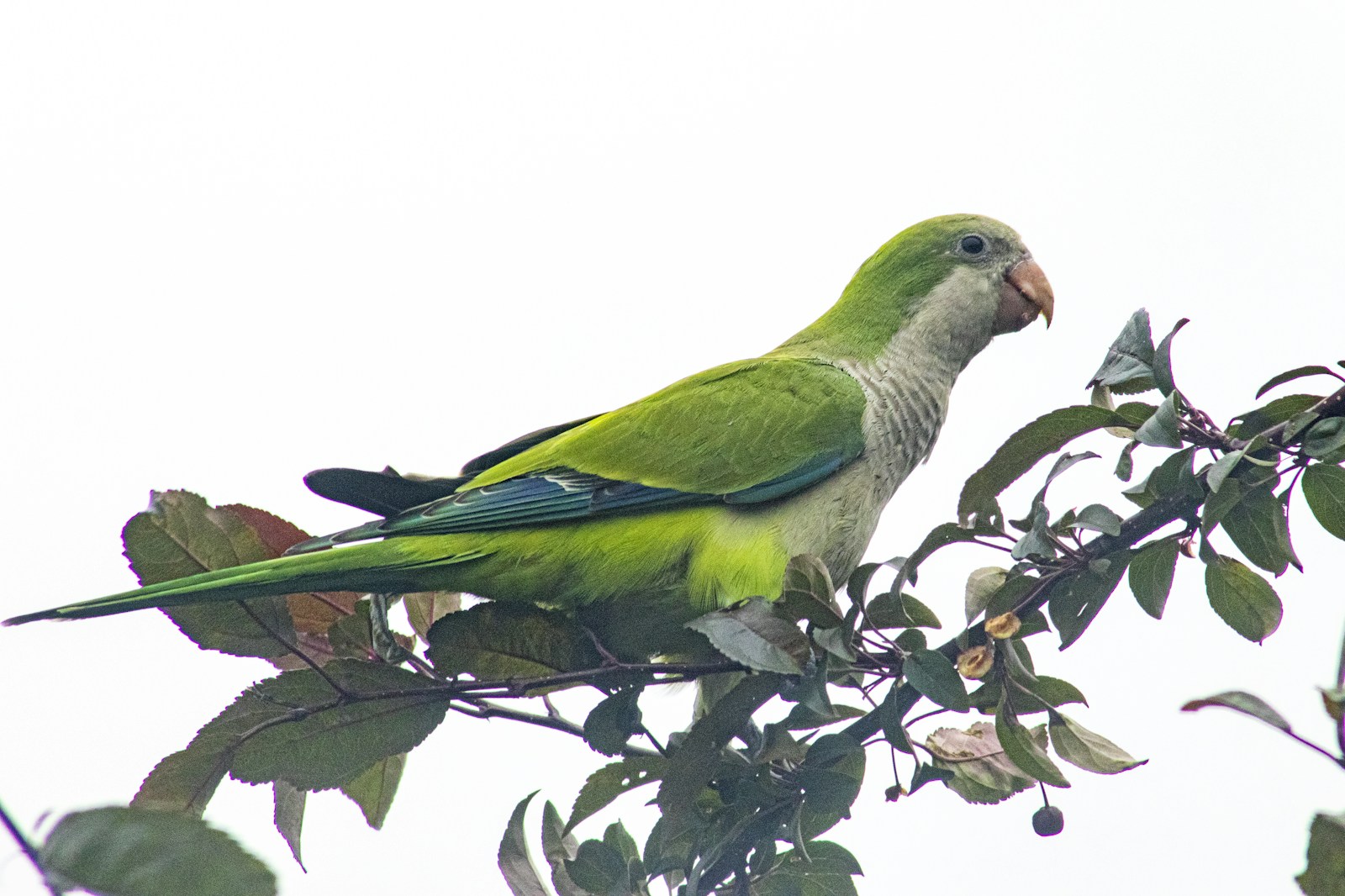 Eberesche / Vogelbeere